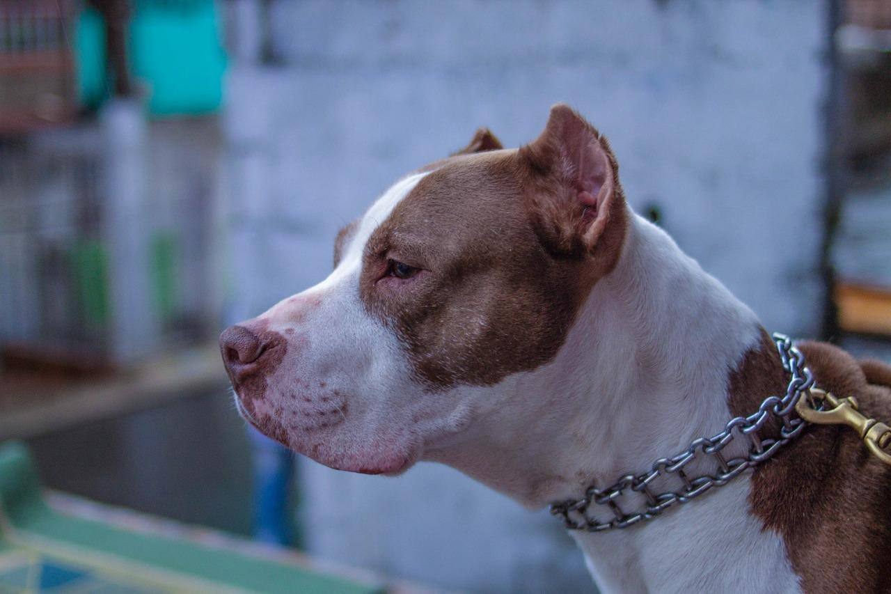 Agente de saúde fica ferida ao ser atacada por pitbull em MS