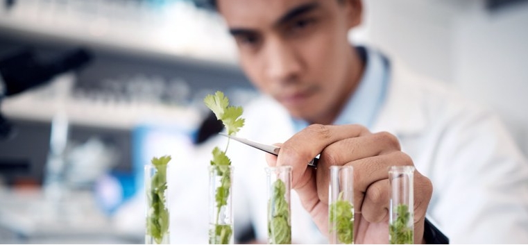 MS recebe R$ 1 milhão para programa de plantas medicinais no SUS 