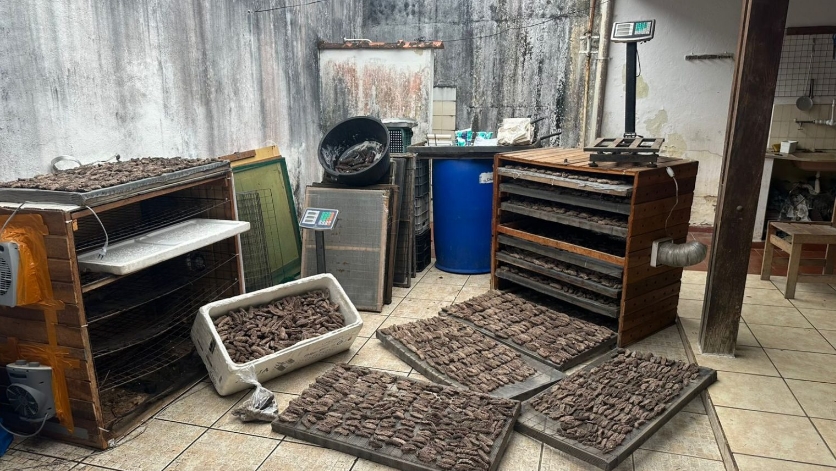 PM apreende 59 kg de pepinos-do-mar e aponta possível ligação com tráfico internacional 