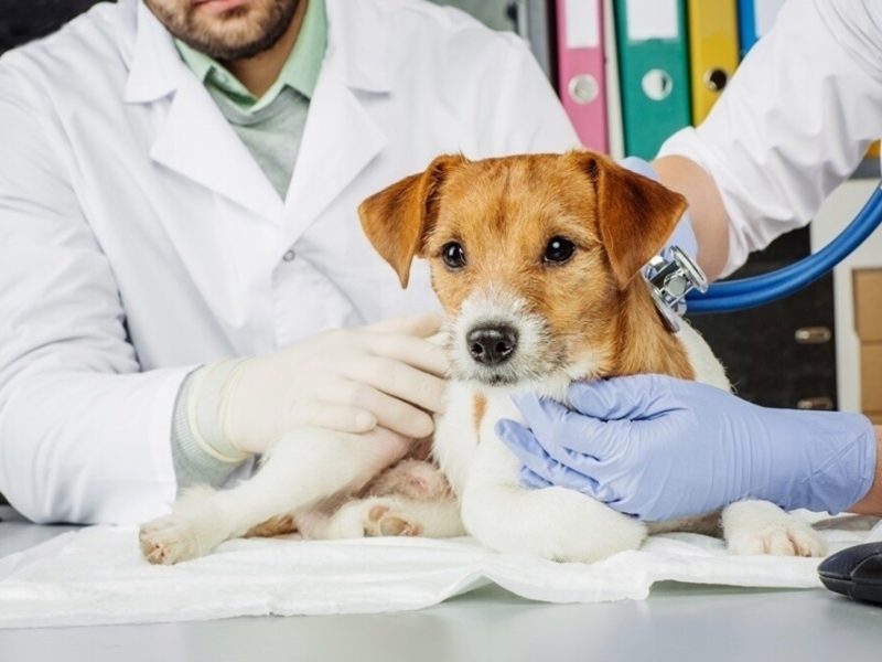 Caravana da Castração começa nesta segunda (03) em Dourados