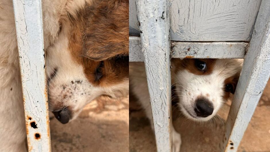 Mulher é presa após cães serem encontrados em situação extrema de maus-tratos