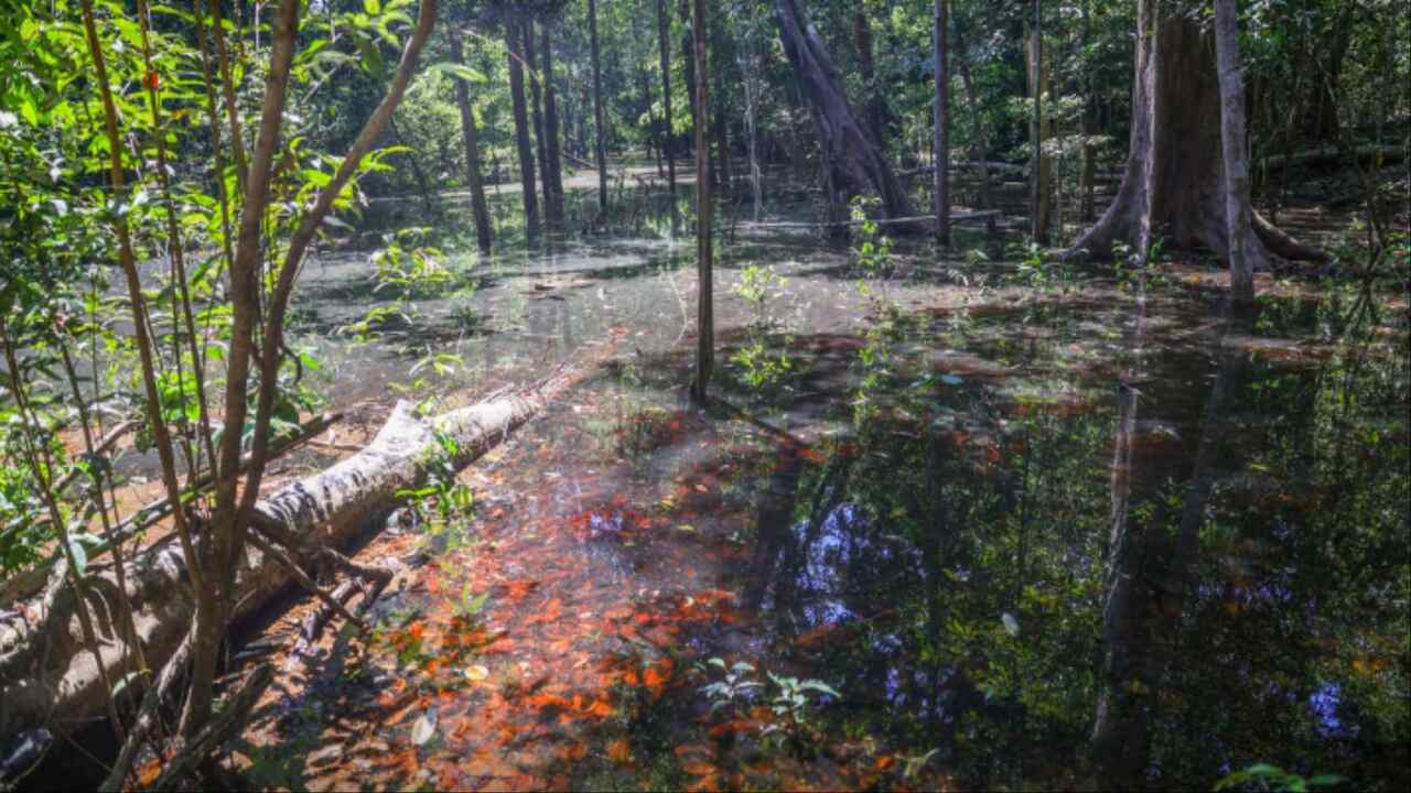 Primeiras evidências de dinossauros na Amazônia são descobertas em Roraima