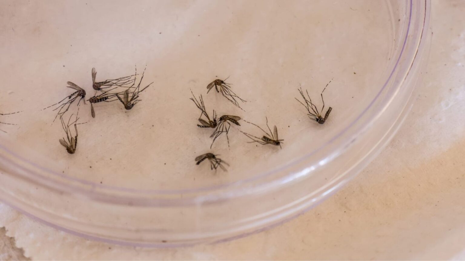 MS passa de 8 mil casos de dengue e chega a 18 mortes