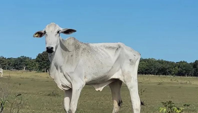 Fazendeiro é multado em R$ 9,2 milhões após gado morrer de fome em MS
