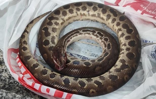 Confronto improvável: homem e sucuri brigam em SP; vítima está bem