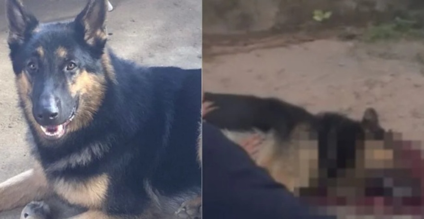 Pastor-alemão morre baleada ao enfrentar assaltante no interior de MS