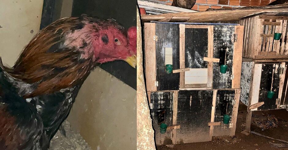 Maus-tratos: polícia encerra rinha de galos e apreende 16 animais