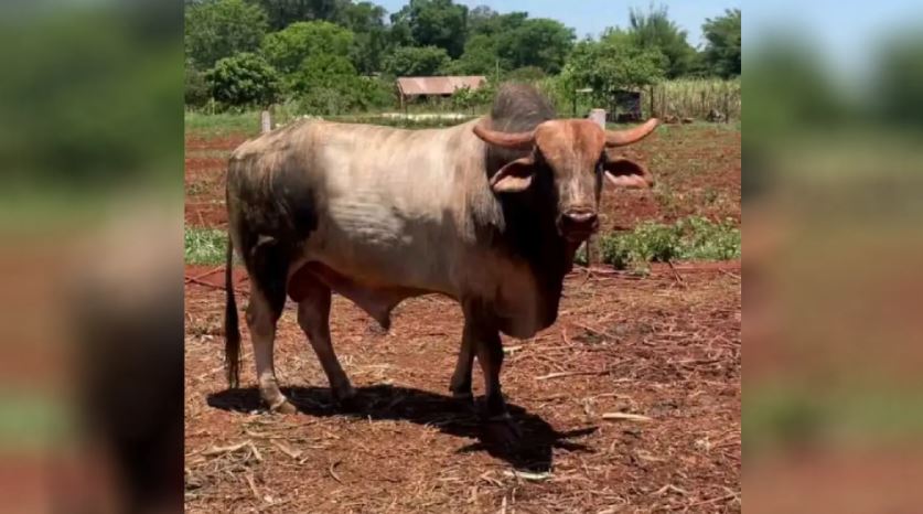 Touro conhecido como “Halloween” some de propriedade rural em Dourados