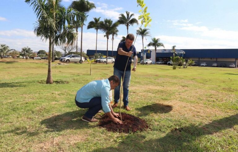 Prefeitura planta 280 mudas de ipês na Coronel Ponciano e reforça arborização urbana