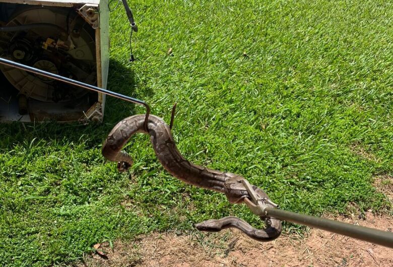 PMA resgata jiboia encontrada dentro de máquina de lavar roupas em MS