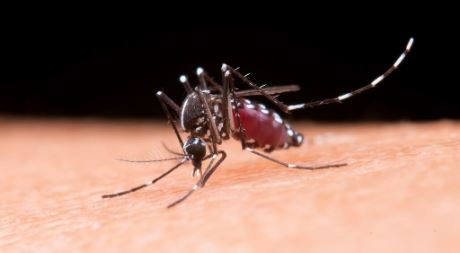 Dengue em MS: 400 casos prováveis nas primeiras semanas de 2026