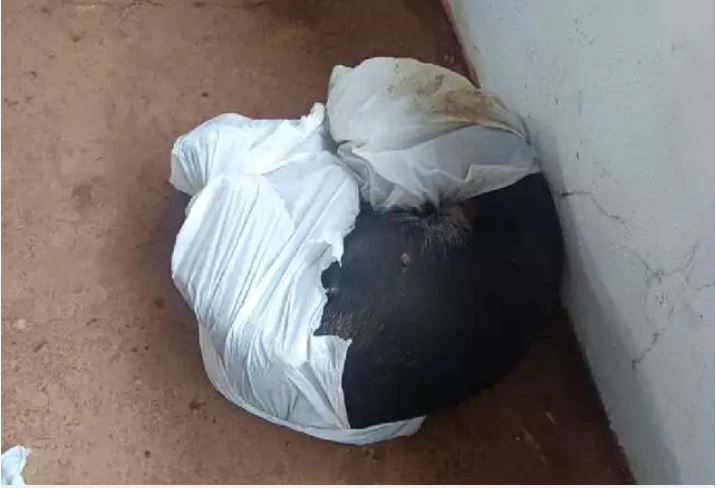 Após resgate, cadela vítima de maus-tratos apresenta melhora em Campo Grande