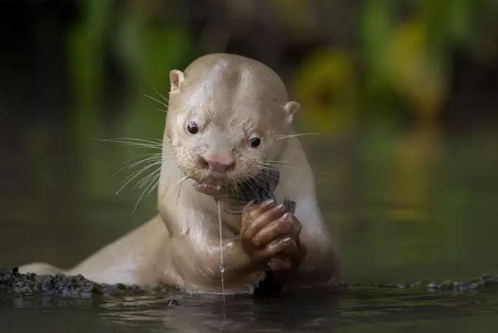 Registro do Pantanal leva Mato Grosso do Sul a concurso mundial de fotografia