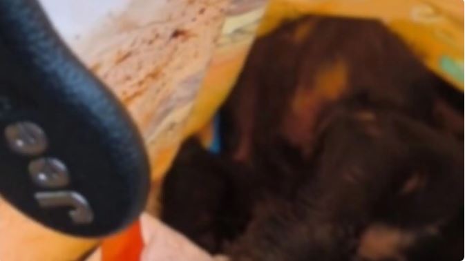 Violência contra cachorro choca moradores de Rio Brilhante