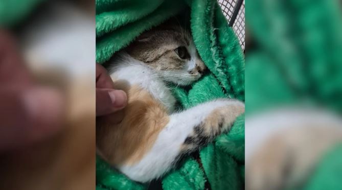 Mulher é presa após arremessar gata do 12º andar em Curitiba