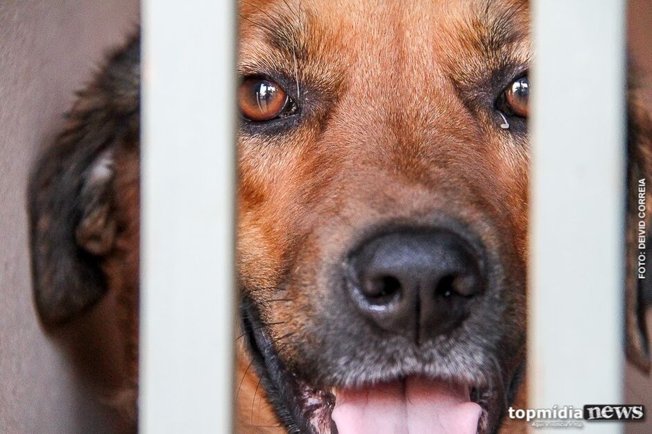 Ataque de cão deixa idoso ferido e termina com dona presa em Campo Grande 