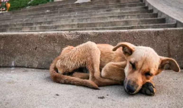 Homem é conduzido à delegacia por suspeita de maus-tratos a 18 cães em Nova Alvorada do Sul