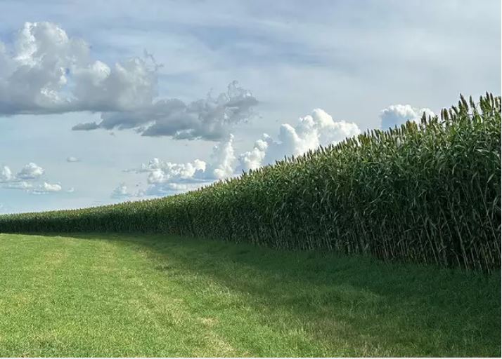 Novo sorgo gigante chega ao campo para reforçar alimentação do rebanho brasileiro