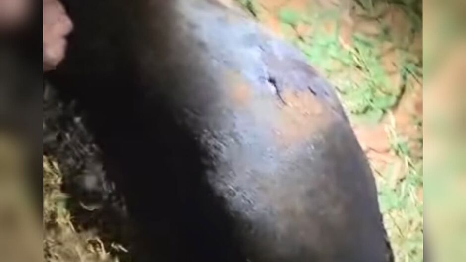 Homem mata cachorro com golpe de faca após suposto ataque em rua de Jardim