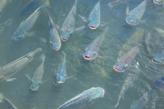 Calor intenso impõe desafios à produção de tilápia e exige reforço no manejo sanitário