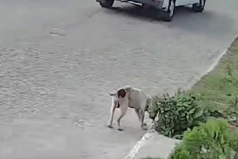 Idoso fica ferido ao proteger cão durante ataque em Campo Grande