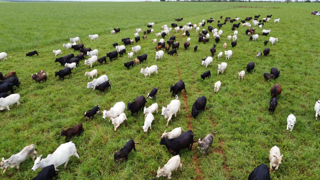 Com maior crescimento do país, agro de MS é fruto de incentivo, modernidade e sucesso do homem do campo