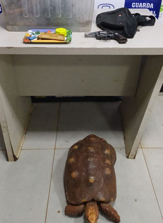 Guarda Municipal Ambiental de Dourados encontra cobre furtado, arma e animal silvestre em ponto de reciclagem