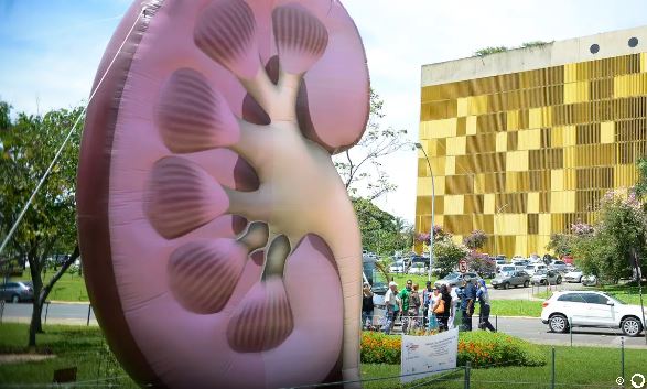 Dia Mundial do Rim: doenças renais são silenciosas e exigem atenção