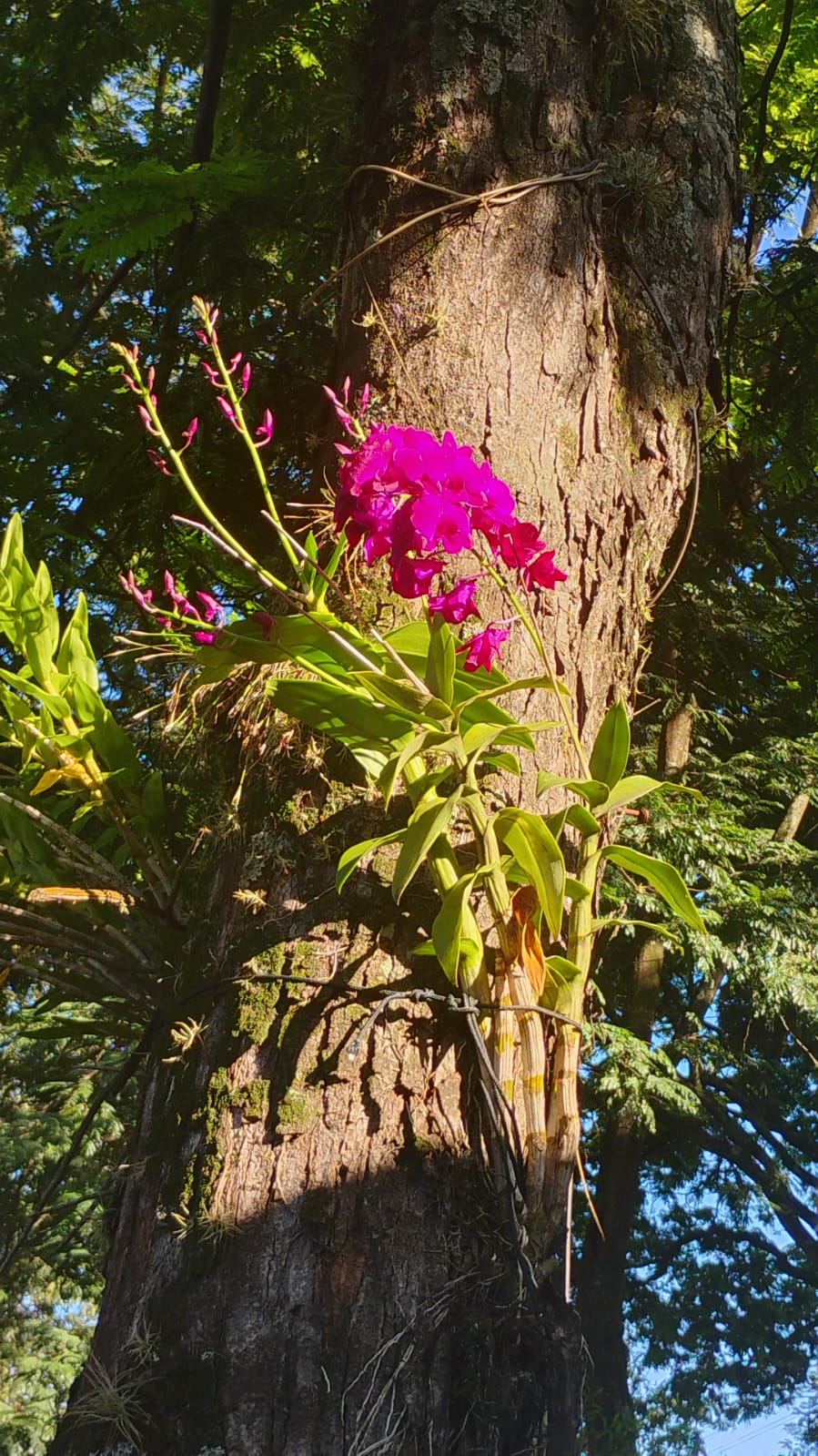 Furto de orquídea gera indignação no Jardim Clímax, em Dourados