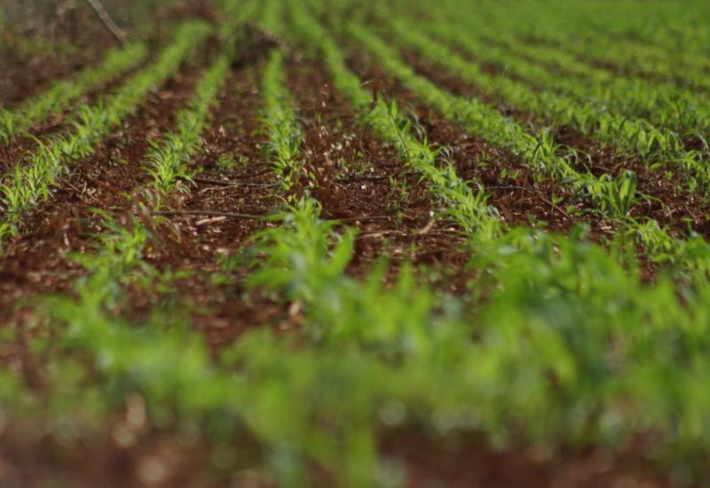 Colheita da soja avança em MS e plantio do milho já supera 75%