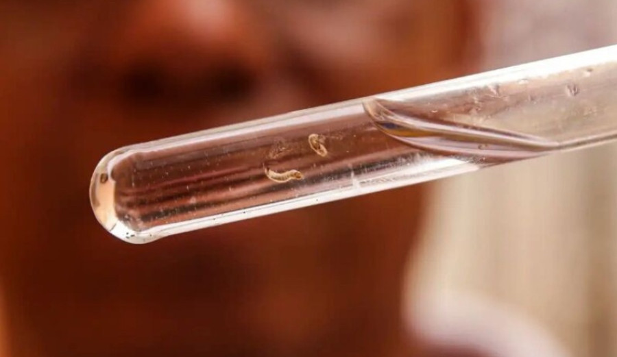 Fátima do Sul ultrapassa Dourados em confirmações de chikungunya e acende alerta em MS