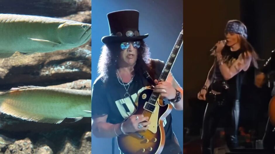 Bioparque batiza peixes de Axl e Slash em homenagem ao Guns N’ Roses
