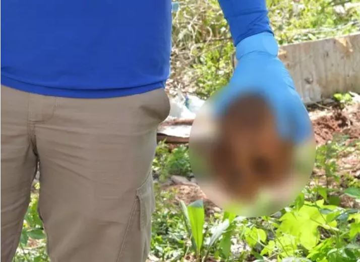 Crânio é localizado por agente de endemias em área de mata na Capital