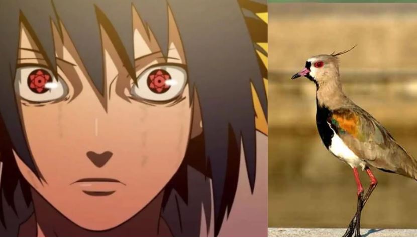 “Sharingan” na vida real? Ave chama atenção em parque de Campo Grande