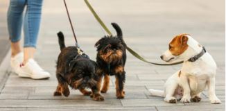 Nova lei regula guarda de pets após separação e divide despesas entre tutores