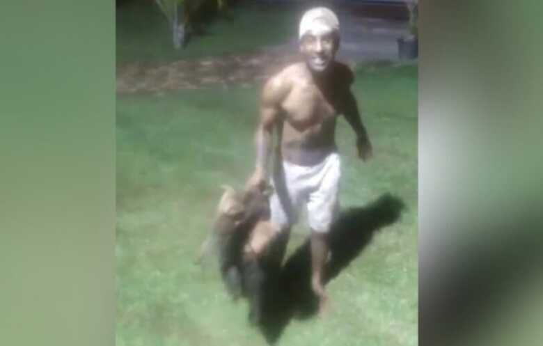 Homem agride tamanduá em pousada e foge após repercussão