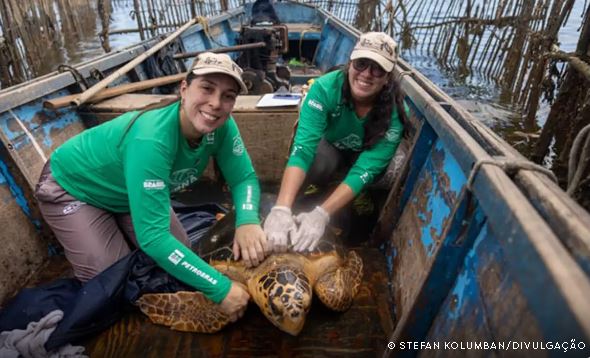 Tartarugas-cabeçudas reaparecem na Baía de Guanabara