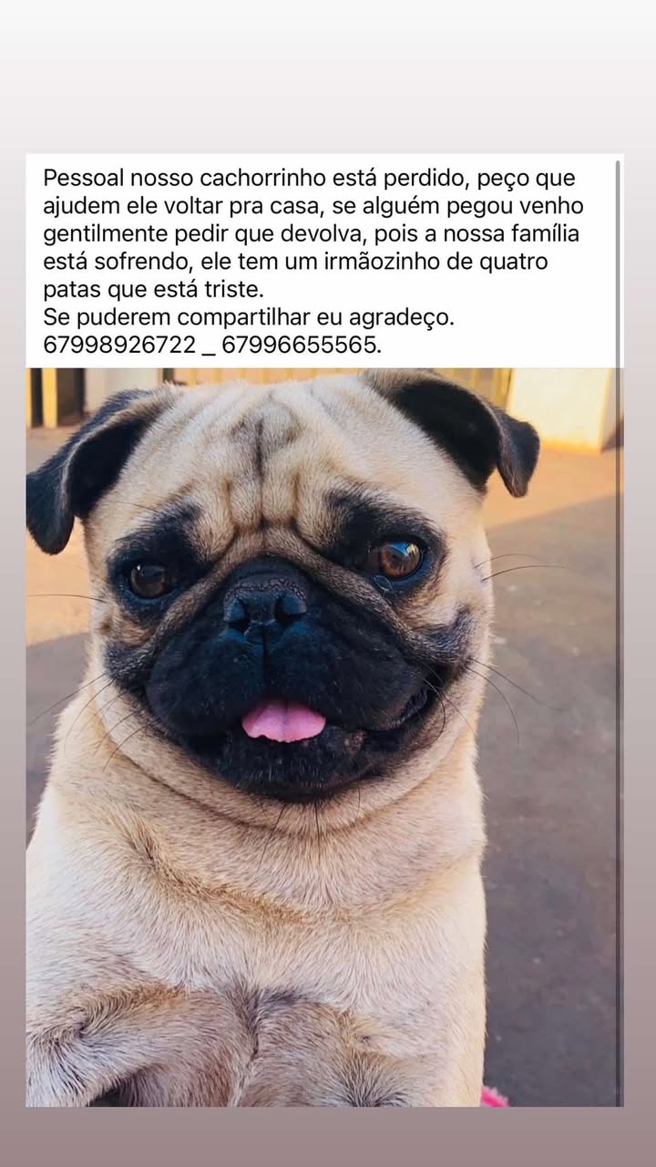 Família pede ajuda para encontrar cachorro desaparecido